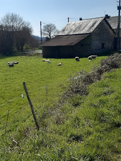 schapen genieten nog van het buiten