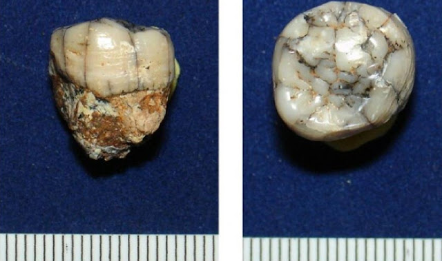 Исследованный зуб гигантопитека из Таиланда