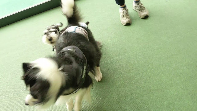 保護犬 ボーダーコリー トーマ イオンモール幕張新都心