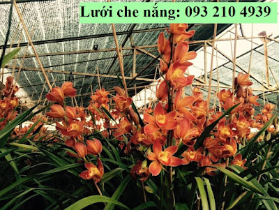 lưới che nắng cho Địa lan bán tết