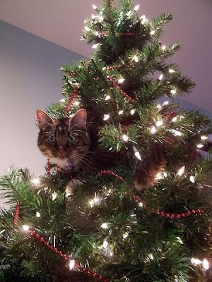 Cats on Christmas Tree Seen On lolpicturegallery.blogspot.com