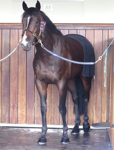 ready for victory_stalls 1