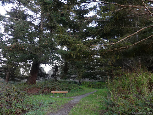 orange bench under evergreens