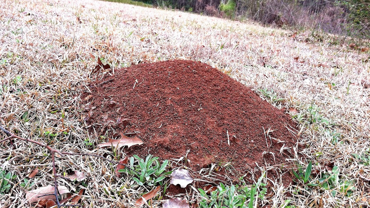 How To Treat Fire Ant Bites Fire Choices