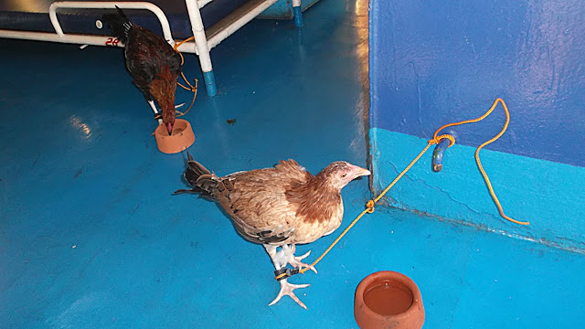 chickens on board the M/V Blessed Stars of Roble Shipping