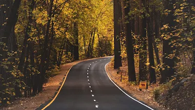 Estrada com Árvores do Lado para Plano de Fundo