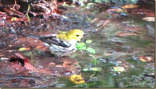 birding high island_049