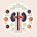 The Role of Kidneys in Body Detox