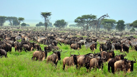 serengeti national park trip