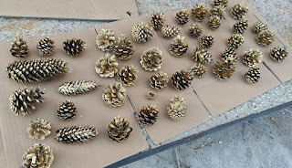 Pine cones sprayed gold