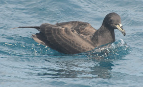 Parkinson's Petrel (Procellaria parkinsoni)