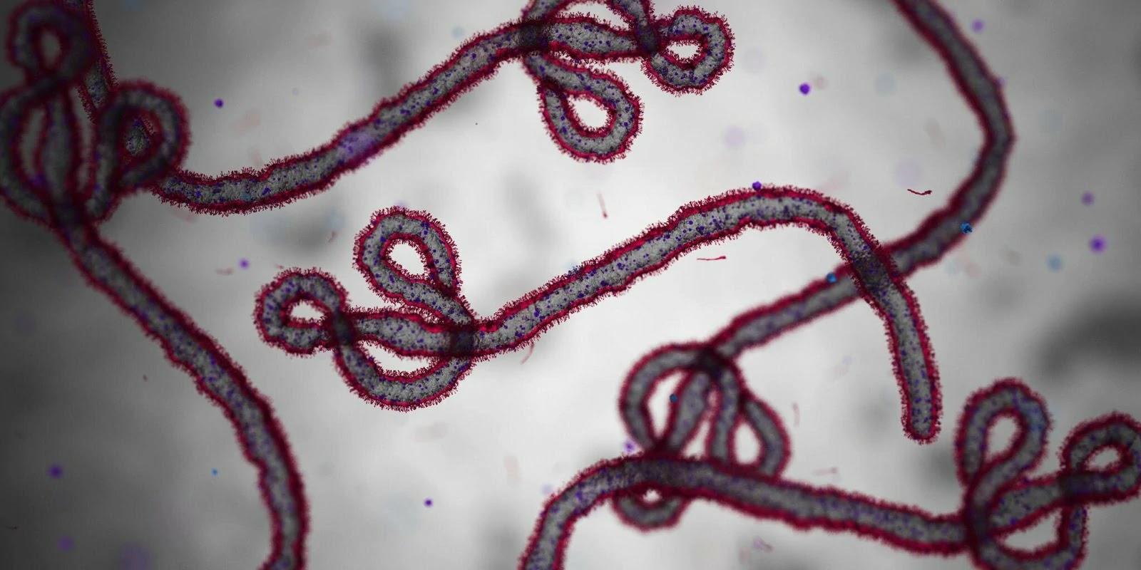 Ebola: The Nightmare Disease