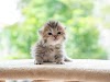 Things You Should Know Before Buying a Persian Cat