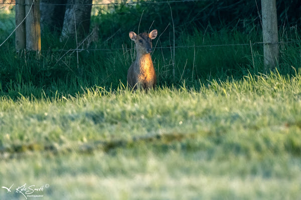 Muntjac deer