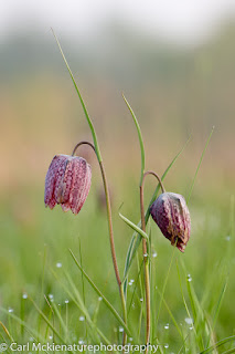 Snakes head fritillary,  Fritillaria meleagris, in a dew soaked Oxfordshire meadow