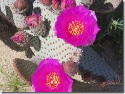 Beavertail cactus