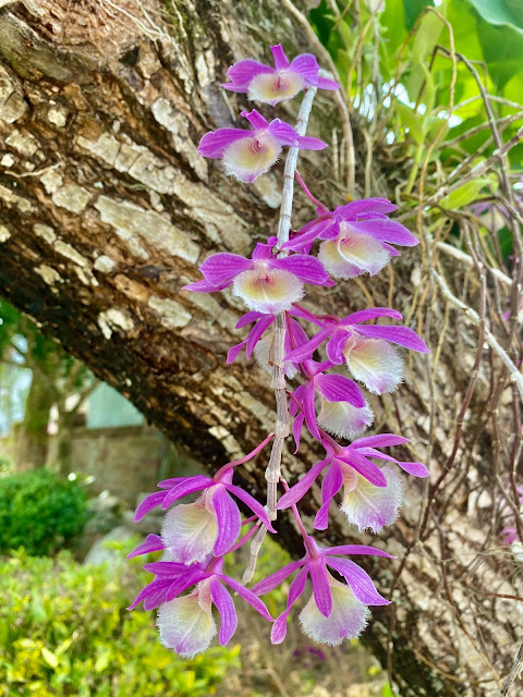 天宮石斛​花瀑