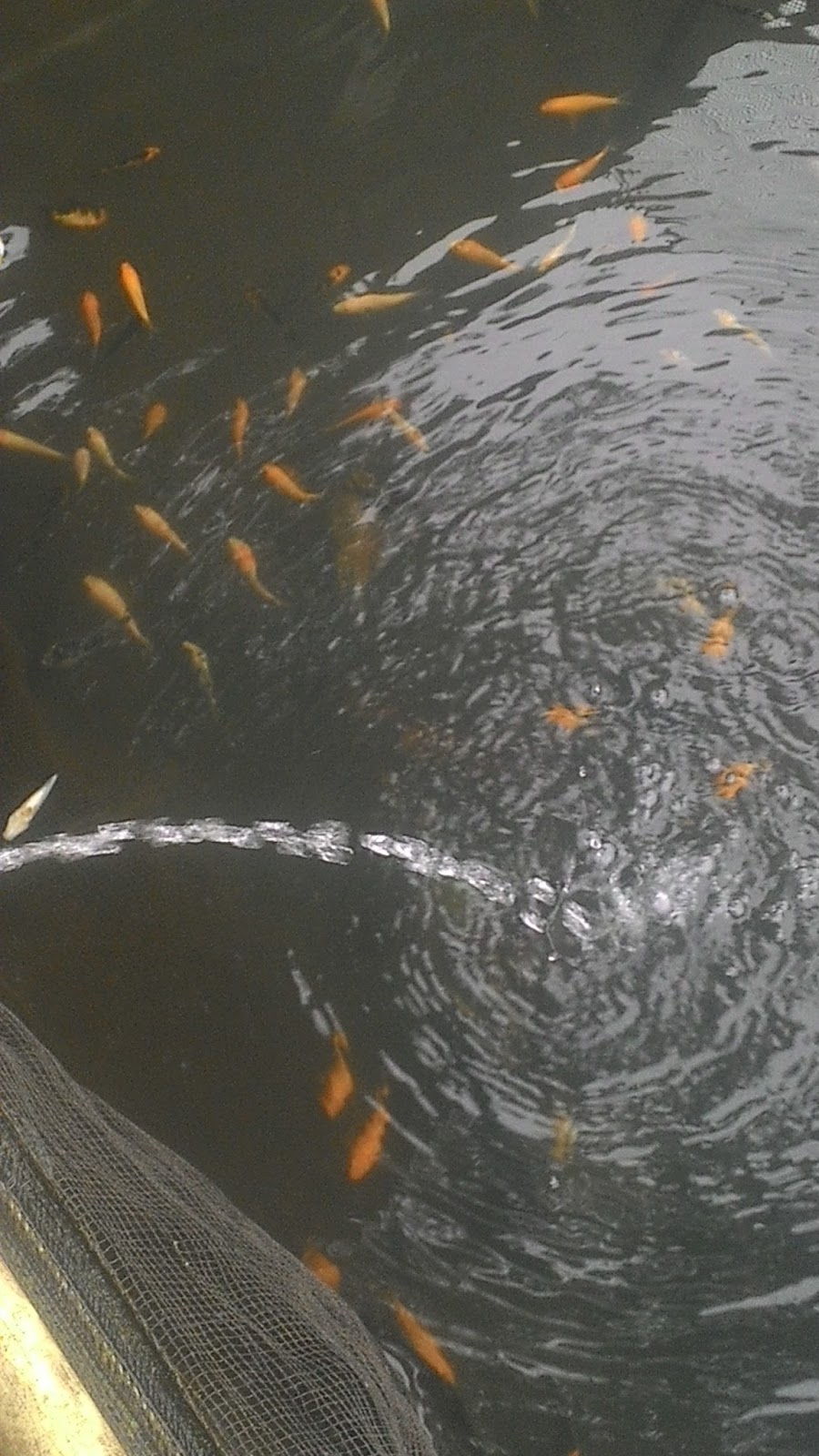 Distributor Peternakan ikan gurame : Jual Bibit ikan nila 