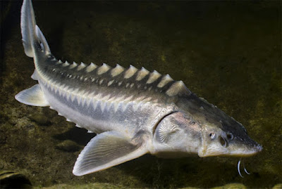 Sturgeon, Ikan Raksasa Penghasil Hidangan Kaviar