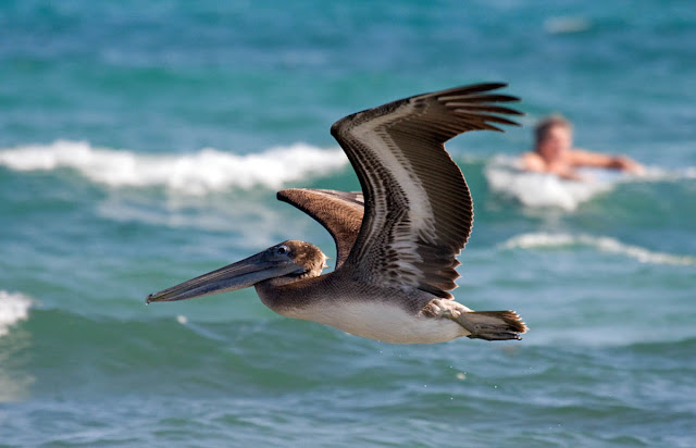 Brown Pelican