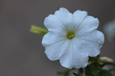 Raindrops on Flowers in the Garden