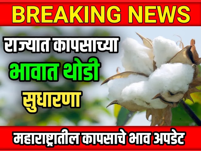 आजचे  -कापसाचे-भाव   -कोणत्या रेज -मध्ये आहेत  बघालतर शेतकरी.........