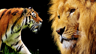 10 Lines on Wild Animals In Hindi, Few Lines on Wild Animals In Hindi