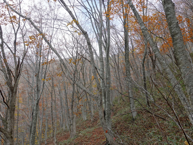 奥大山スキー場の山