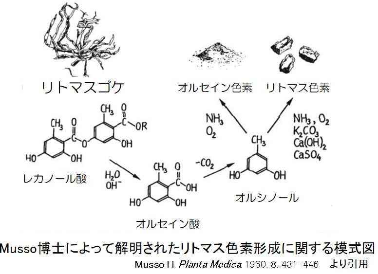 ささやかな手抜き菜園から 18