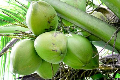 Green Coconut