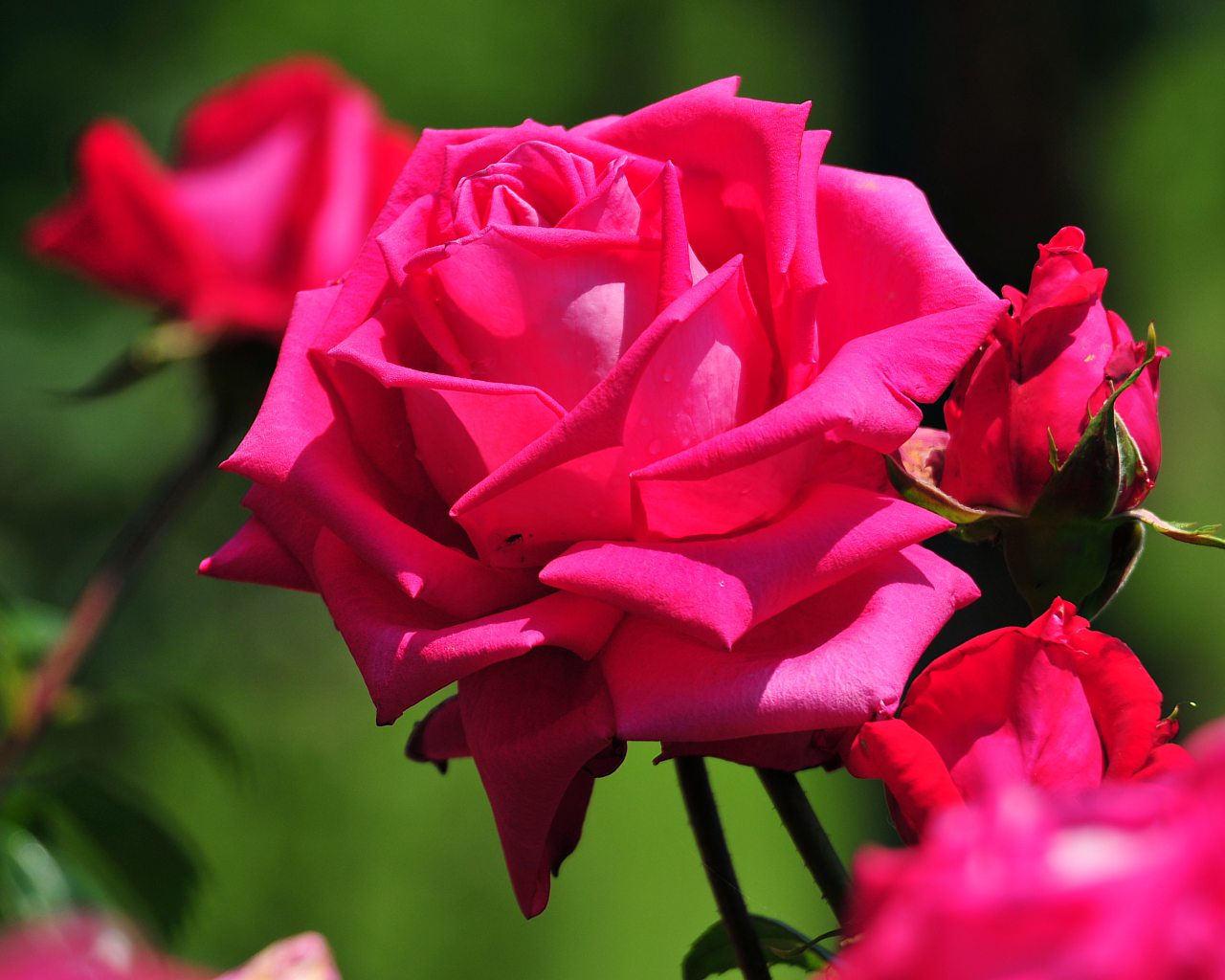 Gambar Bunga Mawar Berduri Pickini
