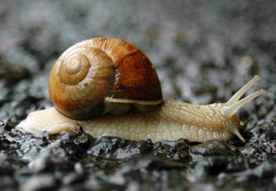 Gambar Pengertian Ciri Klasifikasi Filum  Mollusca Gambar 