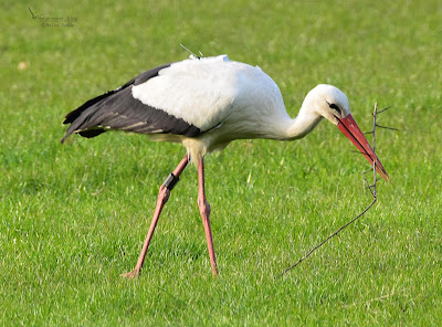 Storch Arthur auf Brautschau