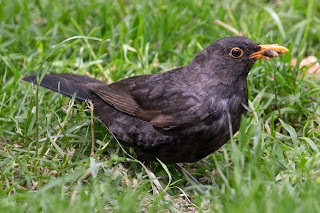 Blackbird DFBridgeman