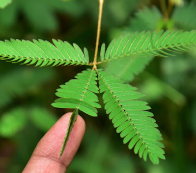 Mimosa pudica, bezelye / baklagil familyası Fabaceae'nin sürünen yıllık veya çok yıllık çiçekli bitkisidir. Çoğunlukla merak uyandıran değeri nedeniyle yetiştirilir: Hassas bileşik yapraklar içe doğru katlanır ve dokunulduğunda veya sarsıldığında sarkar ve birkaç dakika sonra yeniden açılır.