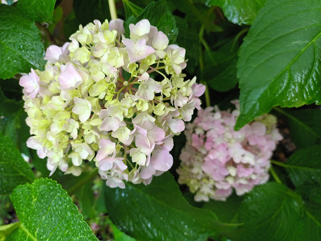 Hortensia (Hydrangea macrophylla (Thunb.) Ser.).