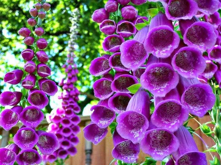  foxgloves