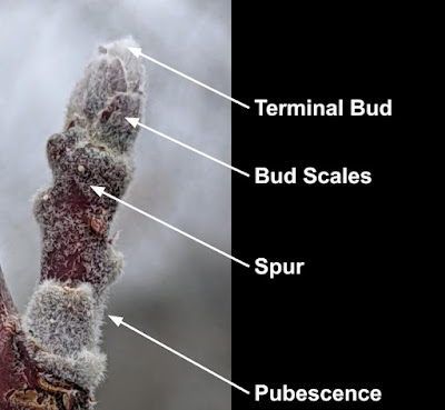 Apple Spur Diagram