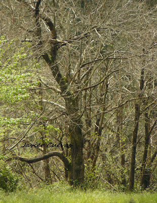 Bosque allandés. Grupo Ultramar Acuarelistas