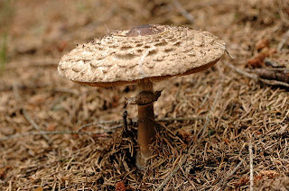 Macrolepiota rhacodes - parasol de carne roja, galanperna