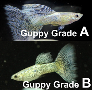 kualitas ikan guppy grade A dan B