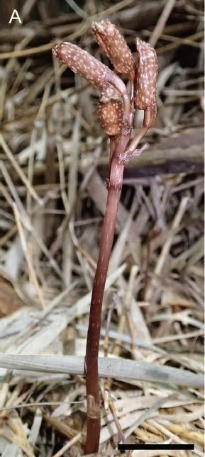 http://sciencythoughts.blogspot.co.uk/2014/09/a-new-species-of-parasitic-orchid-from.html