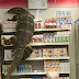 VIDEO. Un varan s’introduit dans un magasin et effraie les clients en Thaïlande