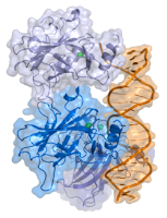 Tumour suppressor p53.