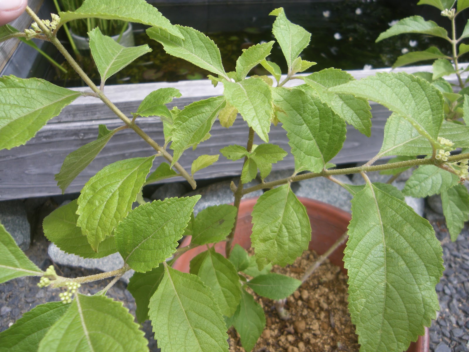 ムラサキシキブ 紫式部 を挿し木で増やす メダカの大工