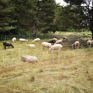A flock of sheep graze on golden grass behind an electric fence.