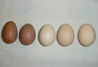 eggs in shell on paper side by side for size comparison