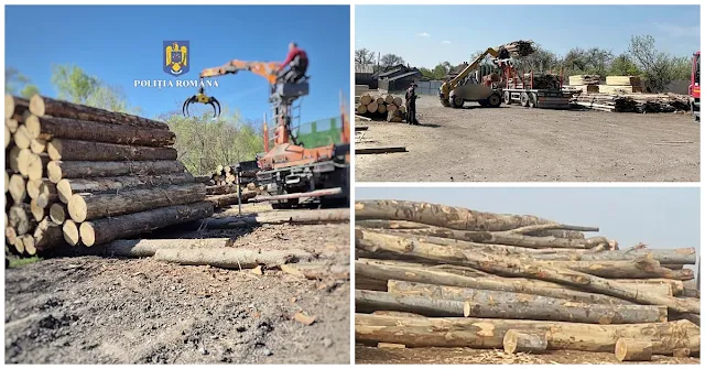 IPJ Suceava: Acțiuni în trafic pentru depistarea transporurilor ilegale de material lemnos desfășurate de polițiști