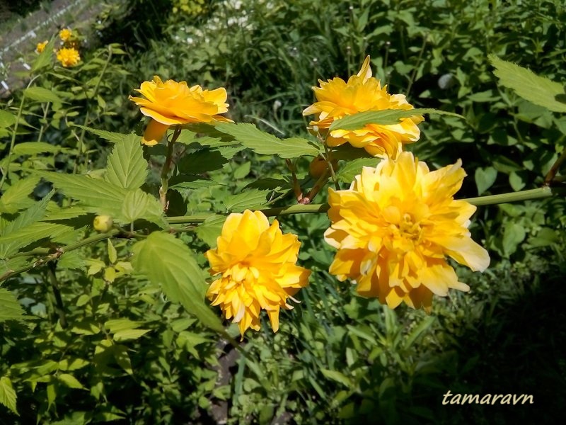 Kerria japonica 'Pleniflora'