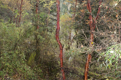 Chinese red birch (Betula utilis ssp. albosinensis)